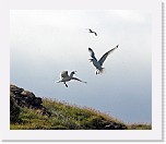 pikkukajava1 Black-legged Kittiwake * 1458 x 1237 * (1006KB)